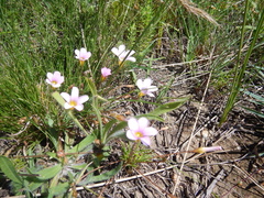Oxalis polyphylla