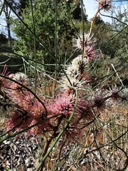 Hakea scoparia