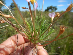 Oxalis polyphylla