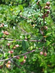 Cotoneaster integerrimus
