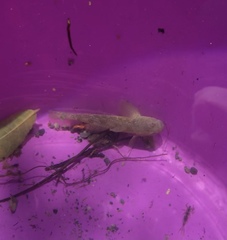 Gobiomorphus mataraerore