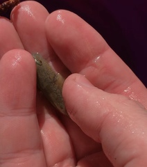 Gobiomorphus mataraerore