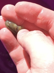 Gobiomorphus mataraerore