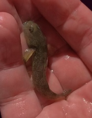 Gobiomorphus mataraerore