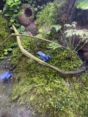 Dendrobates