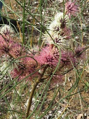 Hakea scoparia