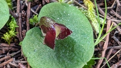 Corybas despectans
