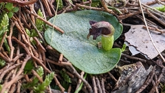 Corybas despectans