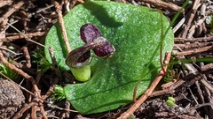 Corybas despectans