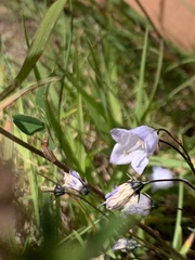 Campanula cochleariifolia