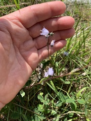 Campanula cochleariifolia