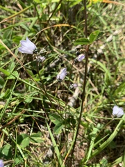 Campanula cochleariifolia