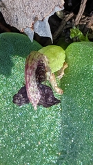 Corybas despectans