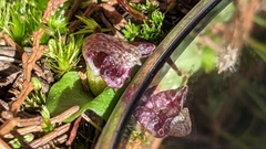 Corybas despectans