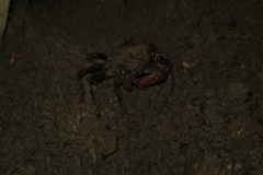 Neosarmatium smithi