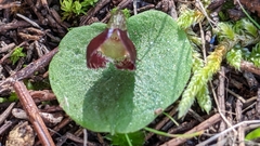 Corybas despectans