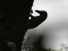 Psilopogon rafflesii