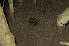 Neosarmatium smithi