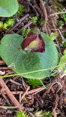 Corybas despectans