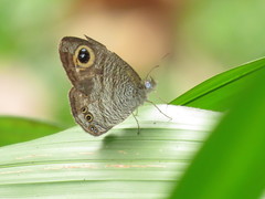 Ypthima horsfieldii humei