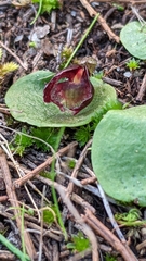 Corybas despectans