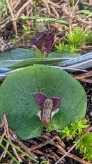 Corybas despectans