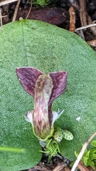 Corybas despectans