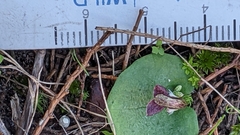 Corybas despectans
