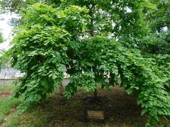 Millettia peguensis