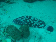 Epinephelus coeruleopunctatus