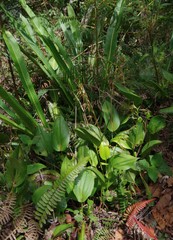 Pleurothallis phalangifera