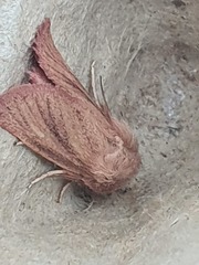 Denticucullus pygmina