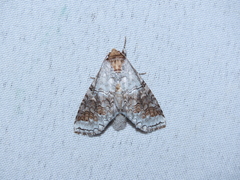 Sericochroa tenuis