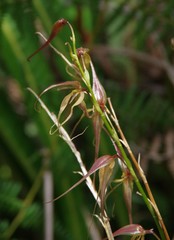 Pleurothallis phalangifera