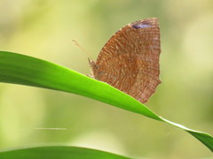 Elymnias hypermnestra beatrice