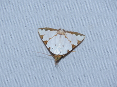 Eulepidotis testaceiceps