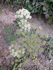 Angelica venenosa