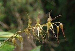 Pleurothallis phalangifera