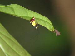 Adelidae