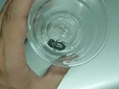 Serrognathus titanus