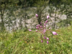 Allium carinatum pulchellum