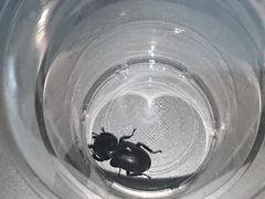 Serrognathus titanus