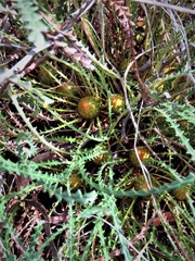 Banksia dallanneyi