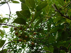 Cordia dichotoma