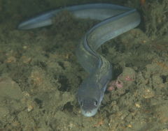 Conger wilsoni