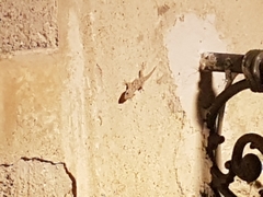 Tarentola mauritanica