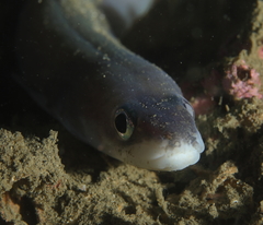 Conger wilsoni