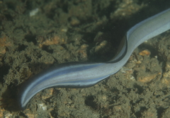 Conger wilsoni