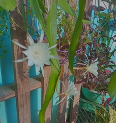 Epiphyllum