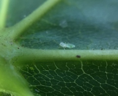 Psocodea